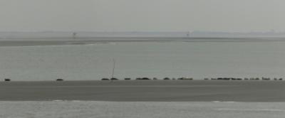 29 zeehondjes